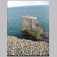 Gannet Colony 035.jpg